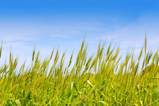 Balearic green wheat field in Formentera island