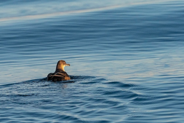 Balearic shearwater Puffinus mauretanicus Malaga Spain