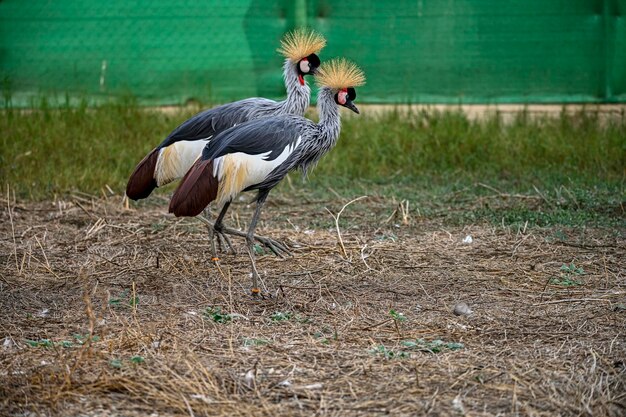 Balearica regulorum or the Greycrowned Crane is a gruiform bird in the Gruidae family