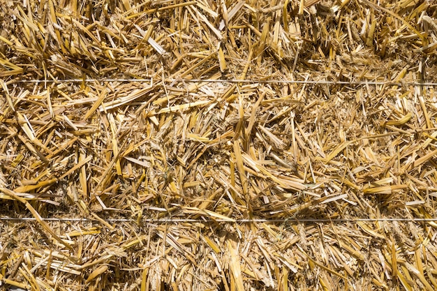 Bales of compressed straw rye close-up shot