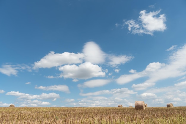 Bales of hay in a field of wheat End of the harvest season Beautiful summer sunny landscape of agricultural field under blue sky and fluffy clouds