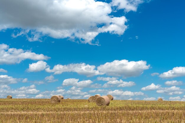 Bales of hay in a field of wheat End of the harvest season Beautiful summer sunny landscape of agricultural field under blue sky and fluffy clouds