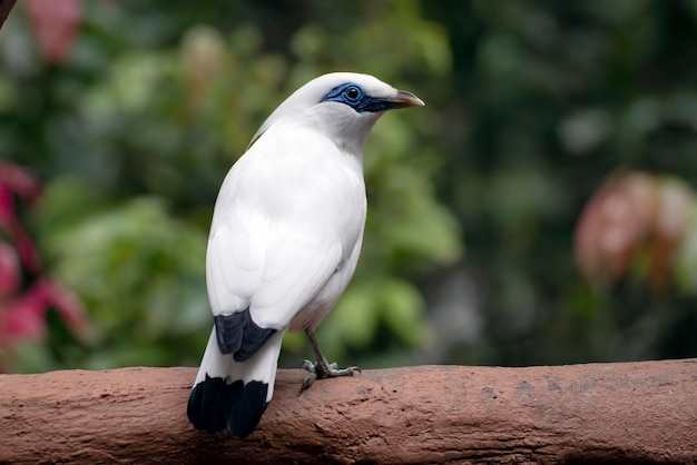 The Bali myna on a tree stump