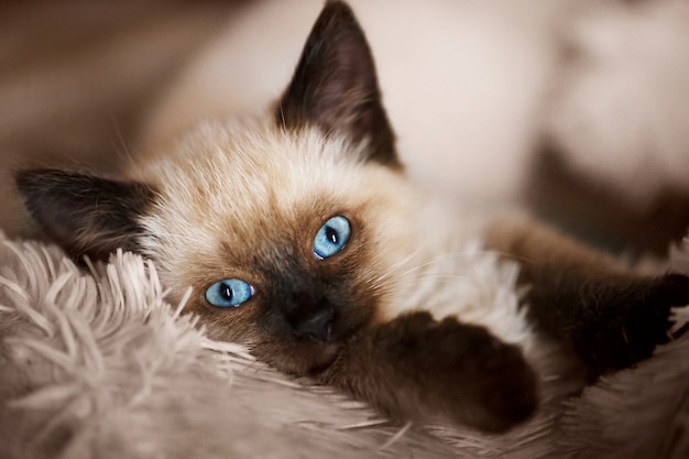 Balinese cat, Balinese kitten on gray background