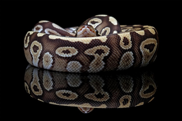 ball phyton snake, beauty of snake skin pattern and head with black reflection, animals closeup