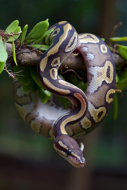 Ball phyton with beautiful skin pattern coiled around the tree branch