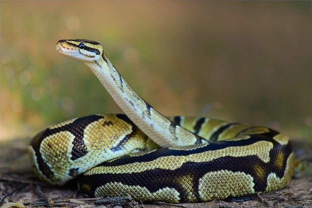 Ball Python snake on grass in tropical forest