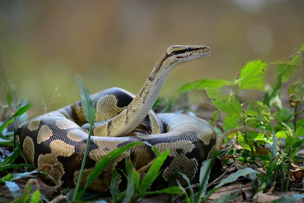 Ball Python snake on grass in tropical forest