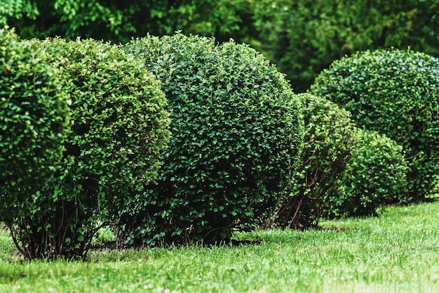 Photo ball shaped shrubs in city park topiary art