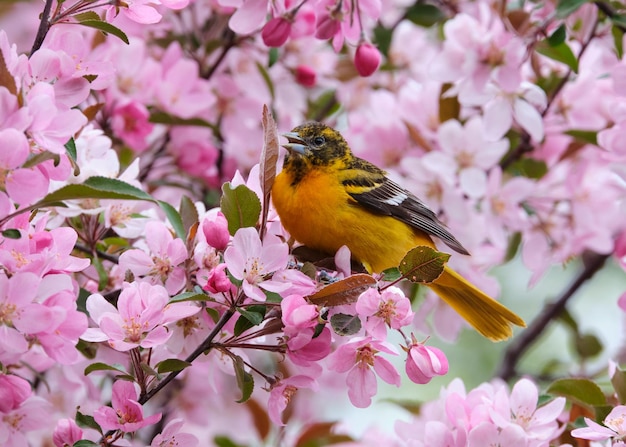 Baltimore Oriole in blooming crabapple tree on a spring day in Ottawa, Canada