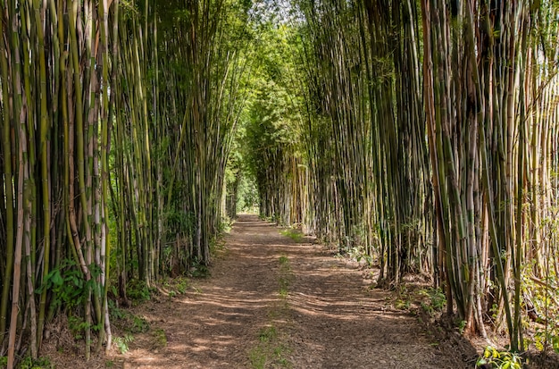 Bamboo arch, road, afternoon light