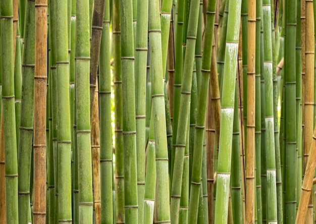 Bamboo background