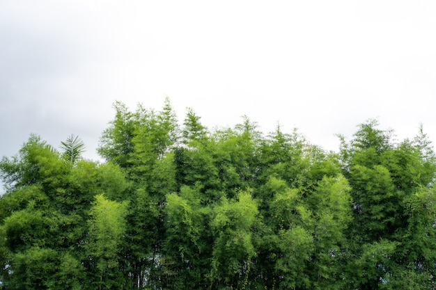 Bamboo branches against white sky