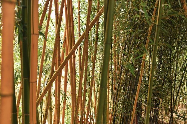 The bamboo branches in the tropical rainforest