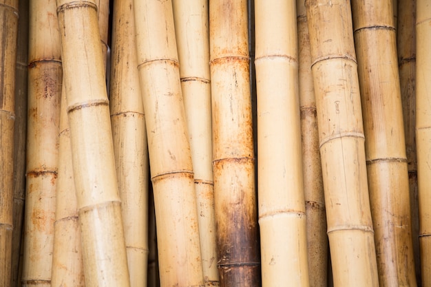 Bamboo Canes