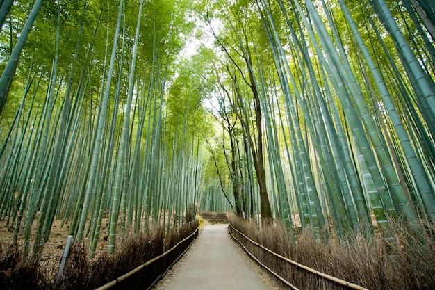 Bamboo forest in Arashiyama city Kyoto