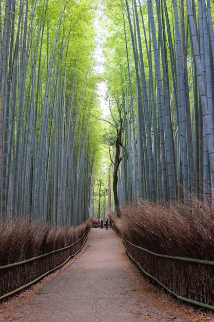 Bamboo forest in Arashiyama, Japan