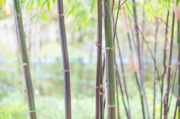 Bamboo forest background Fresh bamboo trees in garden