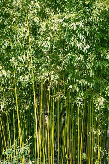 Bamboo forest background