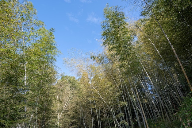 The bamboo forest under the blue sky on a sunny day