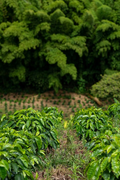 Bamboo forest and coffee plants field in Manizales Caldas Antioquia Colombia