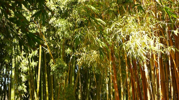 Bamboo forest exotic asian green trees in feng shui zen garden, japanese or chinese nature.