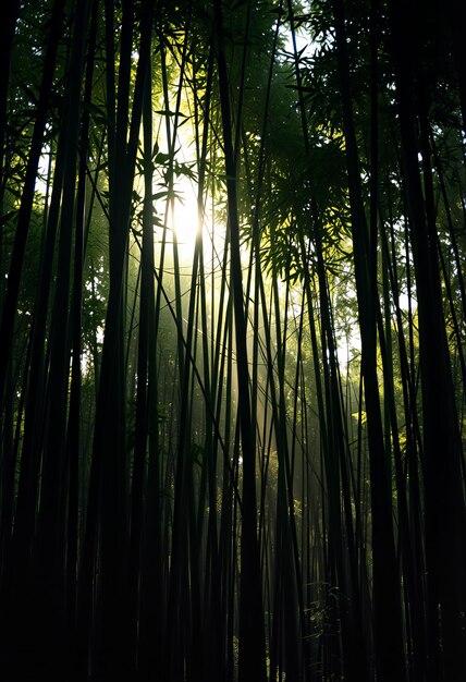 Photo bamboo forest in the morning sun