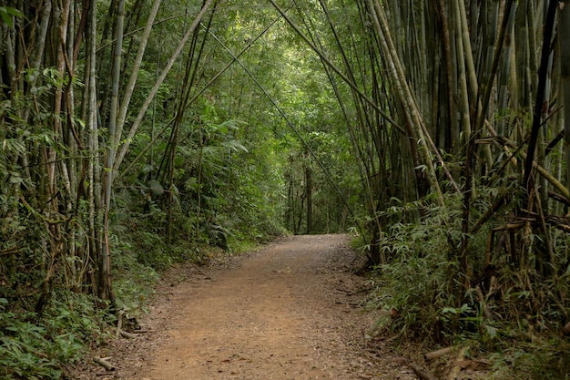 Bamboo forest in the national park of Thailand Kao Sok