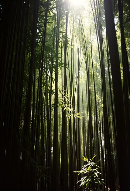 Photo bamboo forest in the sunlight with sun shining through