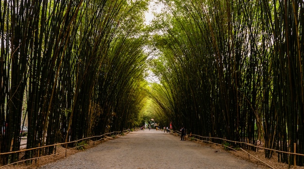 Bamboo forest in Thailand