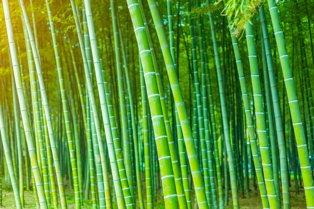  bamboo forest