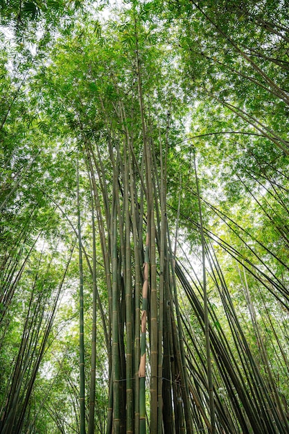 Bamboo Garden and Bamboo Forest Path at Berastagi - North Sumatra