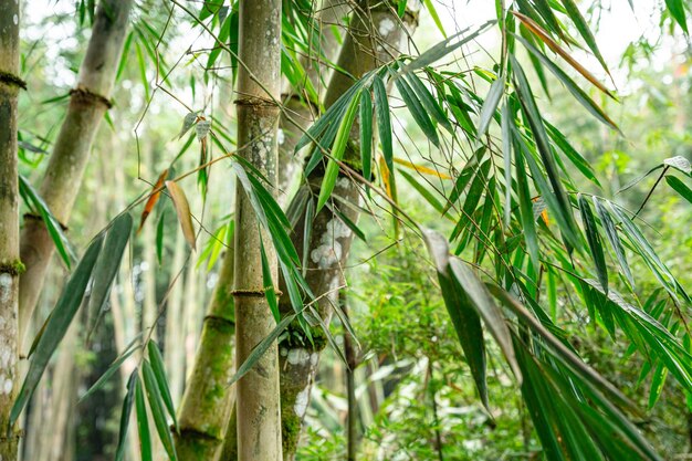 Bamboo Garden and Bamboo Forest Path at Berastagi - North Sumatra