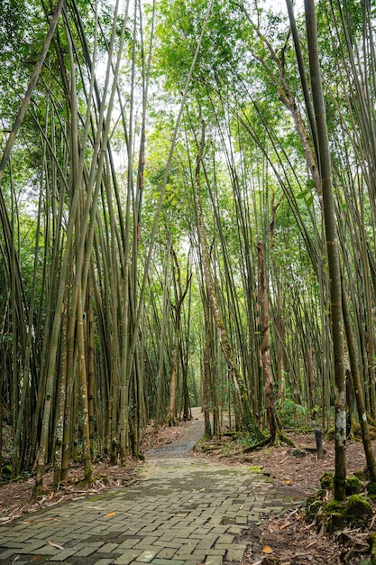 Bamboo Garden and Bamboo Forest Path at Berastagi - North Sumatra