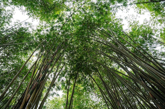 Bamboo Garden and Bamboo Forest Path at Berastagi - North Sumatra