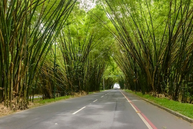 Bamboo grove from Salvador Airport Bahia Brazil on December 10 2022