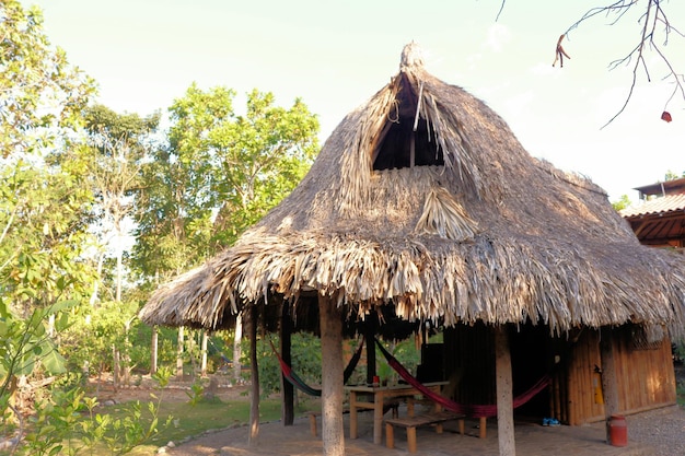 Bamboo house natural wood Eco house texture art tree in the tropics