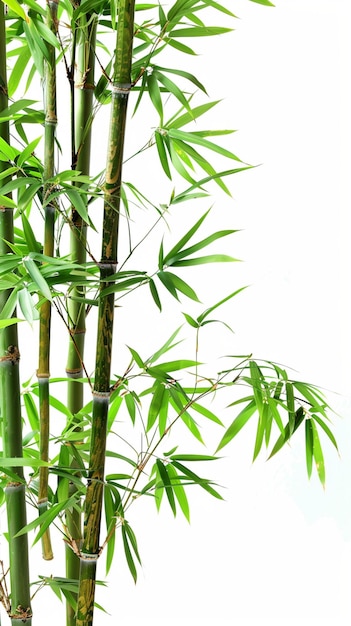 bamboo image on white background