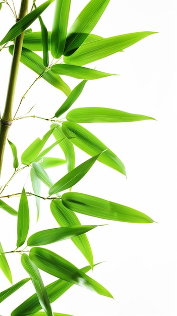 bamboo image on white background