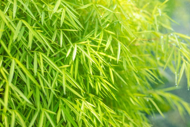 Bamboo leaf Asian nature green leaves wet moist raining for background wallpaper