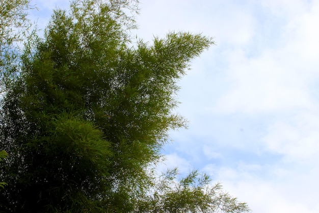 bamboo leaf on blue sky background