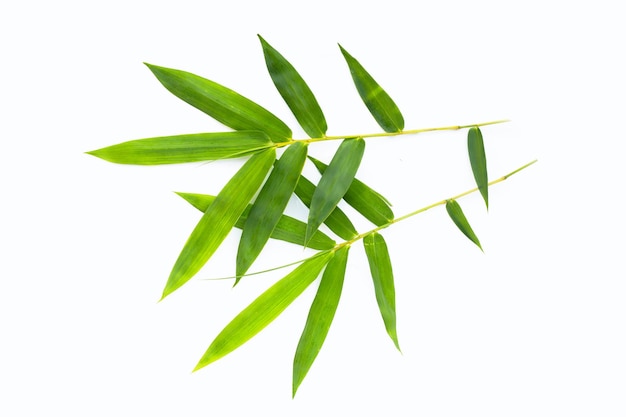 Bamboo leaf Fresh green leaves on white background