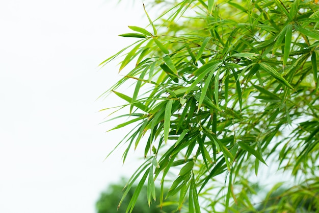 Bamboo leaf on nature background.