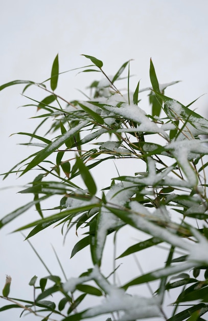 Bamboo leaves covered with white snow