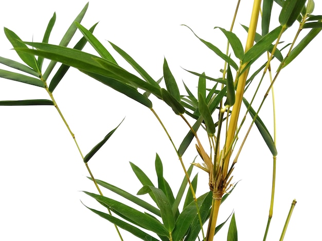 Bamboo leaves Isolated on a white background Bamboo leaf on white background