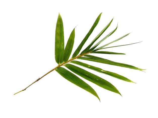 Bamboo leaves Isolated on a white background Bamboo leaf on white background