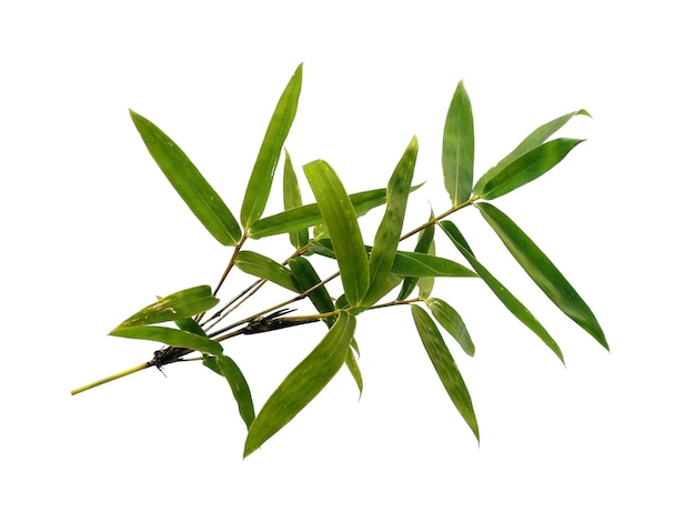 Bamboo leaves Isolated on a white background Bamboo leaf on white background