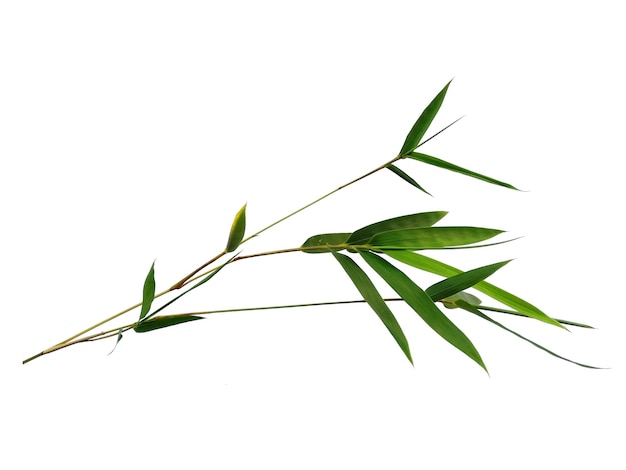 Bamboo leaves Isolated on a white background Bamboo leaf on white background