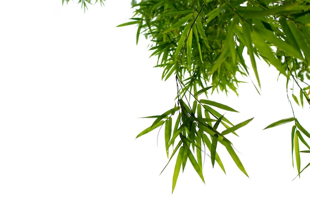 Bamboo leaves isolated on white background