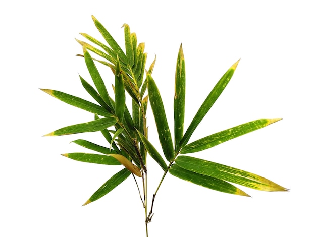 Bamboo leaves Isolated on a white background